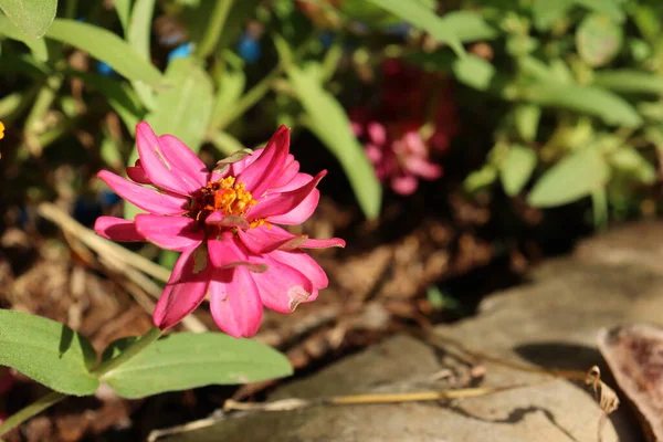 美丽的粉色春花和花园里的绿叶 — 图库照片