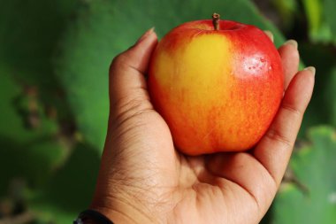 Elinizdeki taze kırmızı elma meyvesini kapatın.