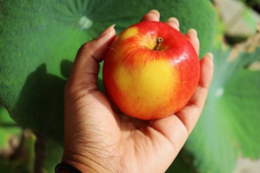 Elinizdeki taze kırmızı elma meyvesini kapatın.