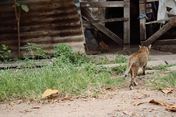 Kahverengi Toprak Yolundaki Sarı Kedi Hayvanının Güzelliği — Stok fotoğraf