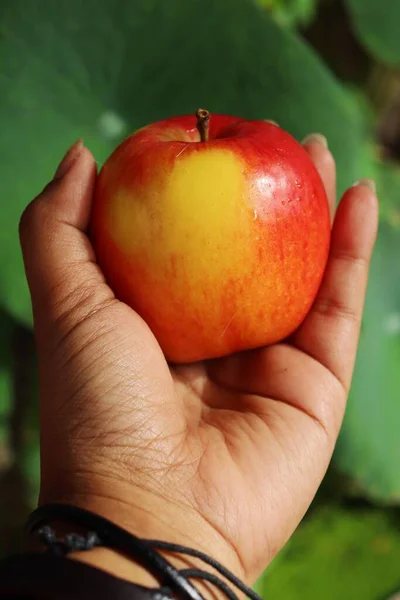 Close Fresh Red Apple Fruit Hand — Stock fotografie