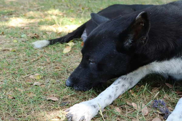 茶色の乾燥した草の背景に黒犬のかわいい — ストック写真