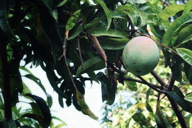 Ağaçta yapraklar olan yeşil mangoyu kapat.