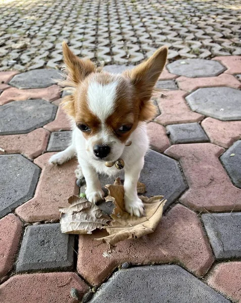 Söt Vit Och Brun Valp Chihuahua Hund Sällskapsdjur — Stockfoto