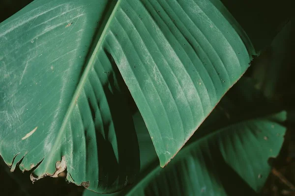 Muz Yeşili Tropikal Yaprakların Güzelliği Arka Plan Veya Doku Ile — Stok fotoğraf