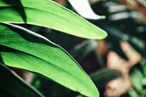 Yeşil Tropikal Yaprakların Güzelliği Bitki Arka Planı Veya Dokusu — Stok fotoğraf