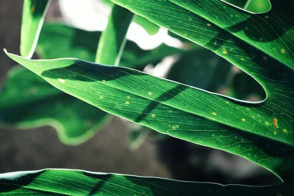 Belo Folhas Tropicais Verdes Planta Fundo Textura — Fotografia de Stock