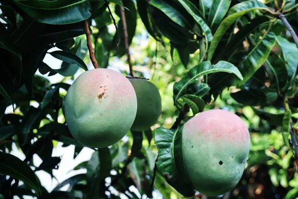 Närbild Grön Mango Med Blad Trädet — Stockfoto