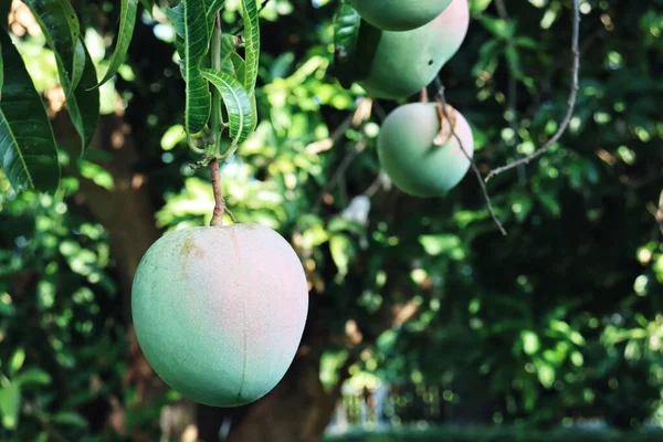 Närbild Grön Mango Med Blad Trädet — Stockfoto