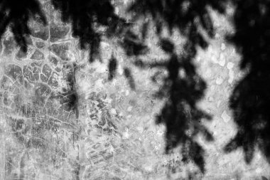 Gölgelerin güzelliği bitki duvar deseni arkaplan dokusu