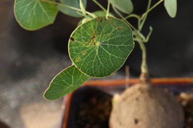 Cüce bitkisinin ve siyah arkaplanda yeşil yaprakların etrafını kapatın.