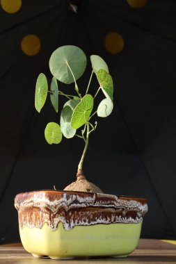 Cüce bitkisinin ve siyah arkaplanda yeşil yaprakların etrafını kapatın.