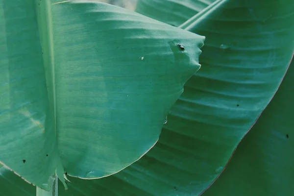Bella Pianta Foglie Tropicali Verde Banana Con Sfondo Consistenza Elaborato — Foto Stock