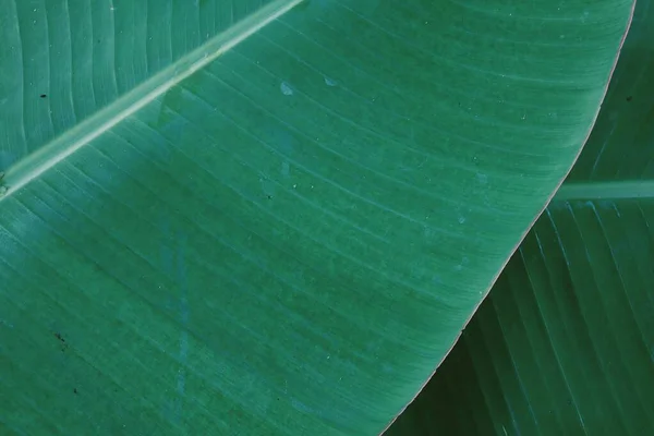 Hermosa Planta Hojas Tropicales Color Verde Plátano Con Fondo Textura —  Fotos de Stock