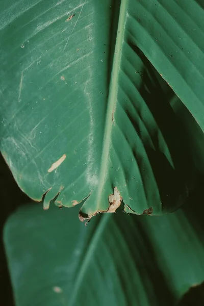 Красивая Банановых Зеленых Тропических Листьев Растение Фоном Текстурой Обработано Vsco — стоковое фото