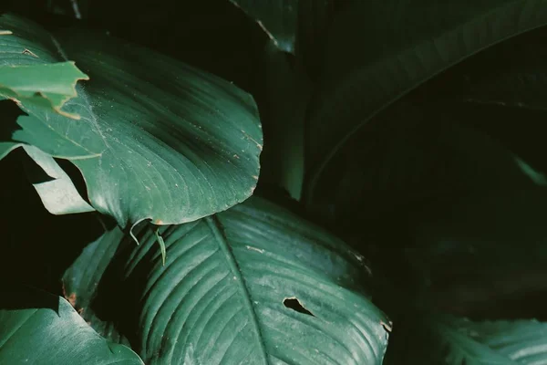 Vacker Gröna Tropiska Blad Växt Med Skugga Bakgrund Eller Konsistens — Stockfoto