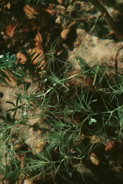 Close Algas Verdes Algas Marinhas Lagoa Processado Com Vsco Com — Fotografia de Stock