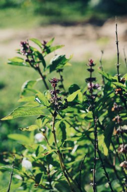 Yeşil fesleğene yakın bitkisel baharat bitkisi