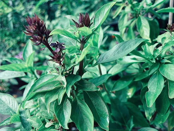 Close Green Basil Leaves Herbal Spice Plant — Photo