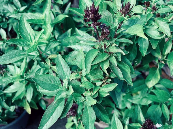 Close Green Basil Leaves Herbal Spice Plant — Photo