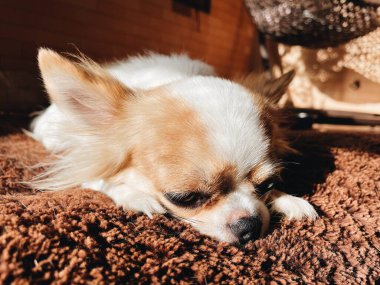 Şirin beyaz ve kahverengi chihuahua köpek evcil hayvanının uykusunu çek.