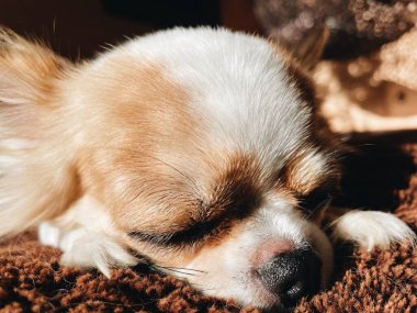 Şirin beyaz ve kahverengi chihuahua köpek evcil hayvanının uykusunu çek.
