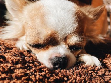 Şirin beyaz ve kahverengi chihuahua köpek evcil hayvanının uykusunu çek.