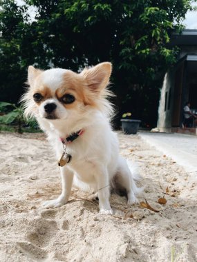 Beyaz ve kahverengi chihuahua köpeklerinin kumdaki sevimli hayvanı.