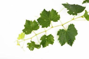 Yeşil üzümlerden oluşan güzel tropikal yapraklar beyaz arka planda izole edilmiş.