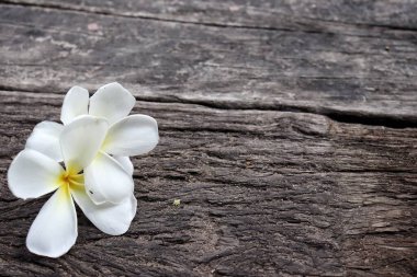 Beyaz frangipani tropik çiçekleri ve ahşap arka planda yeşil yaprakların güzelliği
