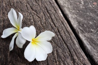 Beyaz frangipani tropik çiçekleri ve ahşap arka planda yeşil yaprakların güzelliği