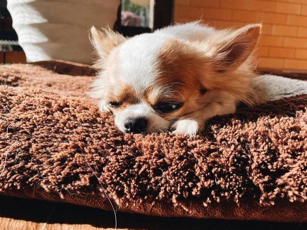 Primo Piano Carino Bianco Marrone Cane Chihuahua Animale Domestico Sonno — Foto Stock