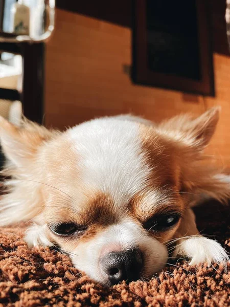 Close Cute White Brown Chihuahua Dog Pet Animal Sleep — Fotografia de Stock