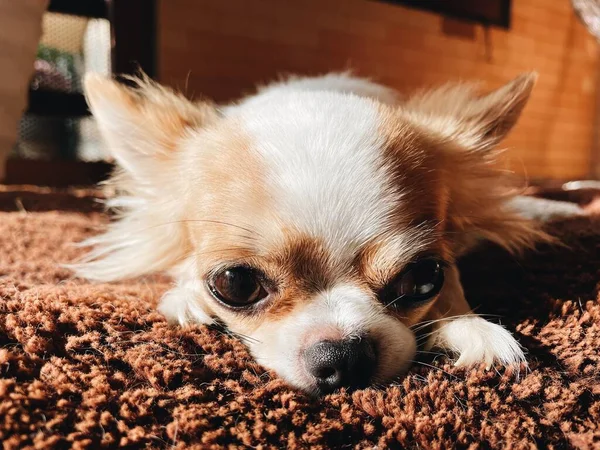 Close Cute White Brown Chihuahua Dog Pet Animal Sleep — Fotografia de Stock