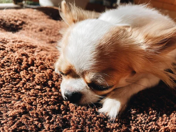 Close Cute White Brown Chihuahua Dog Pet Animal Sleep — Stockfoto