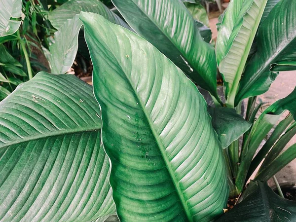 Beautiful Green Tropical Leaves Plant Background Texture — Stock Photo, Image