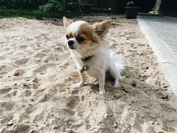 Cute White Brown Chihuahua Dog Pet Animal Sand — Fotografia de Stock