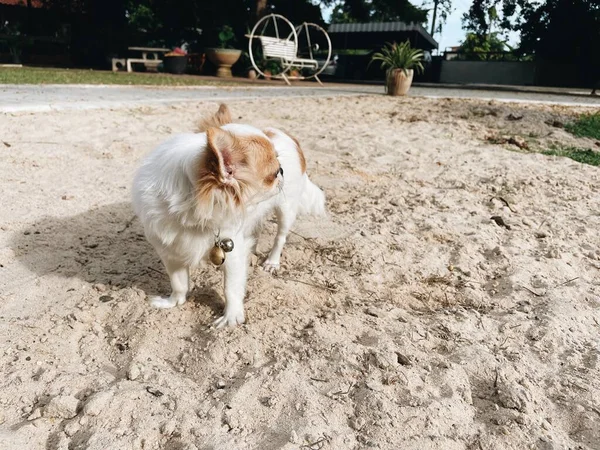 Beyaz Kahverengi Chihuahua Köpeklerinin Kumdaki Sevimli Hayvanı — Stok fotoğraf