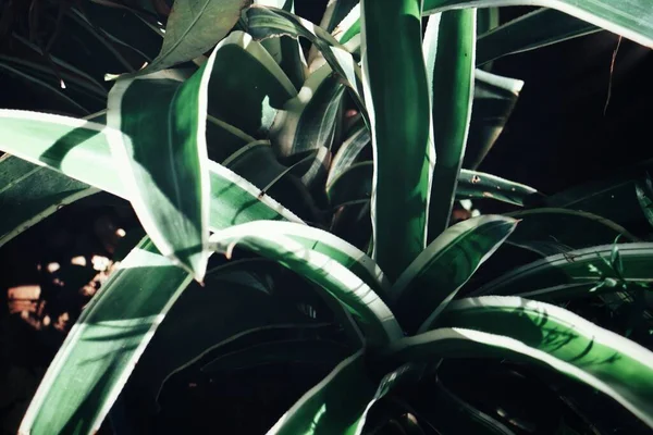 Красива Рослина Зеленого Тропічного Листя Фон Або Текстура — стокове фото