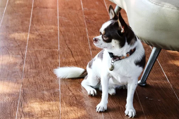 Lindo Animal Doméstico Perro Chihuahua Blanco Marrón Casa —  Fotos de Stock