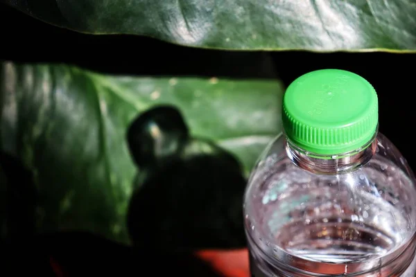 Close Water Drink Bottles Tropical Green Leaves — Stock Photo, Image