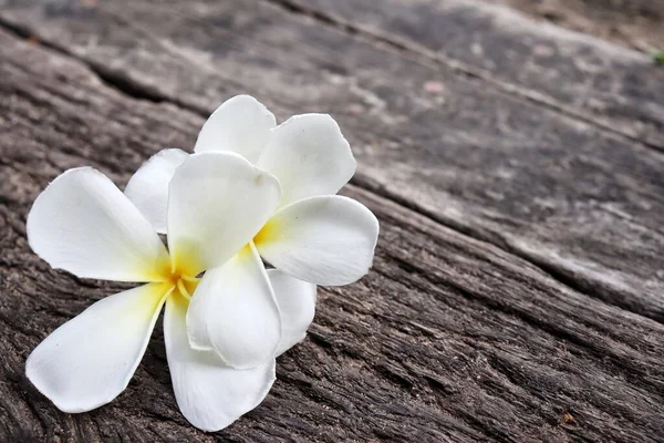 Belle Fleurs Tropicales Frangipani Blanches Feuilles Vertes Sur Fond Bois — Photo