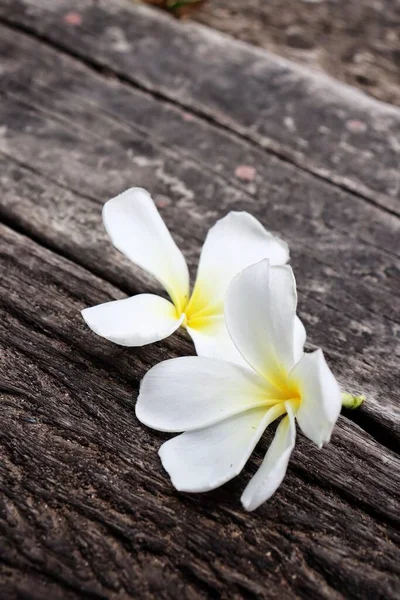 Beautiful White Frangipani Tropical Flowers Green Leaves Wood Background — Stock fotografie