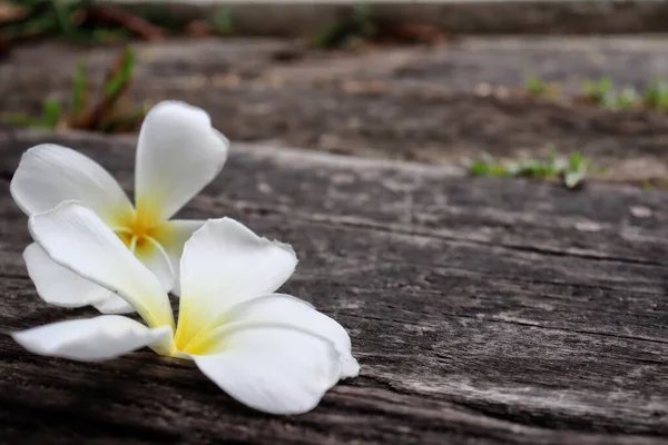 Beautiful White Frangipani Tropical Flowers Green Leaves Wood Background — Stockfoto