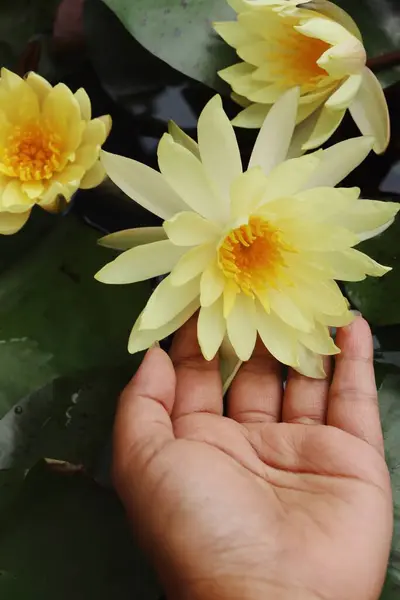 緑の葉と手で熱帯の黄色の蓮の花の美しい — ストック写真