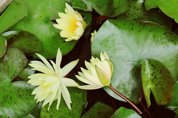 Krásné Žluté Lotosové Květy Tropické Zelenými Listy — Stock fotografie