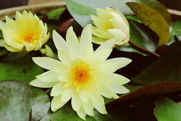 Schöne Gelbe Lotusblüten Tropisch Mit Grünen Blättern — Stockfoto