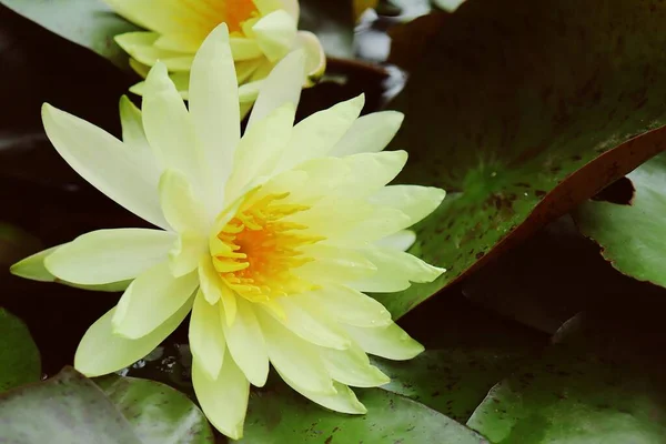 Belle Fleurs Lotus Jaune Tropicale Avec Des Feuilles Vertes — Photo