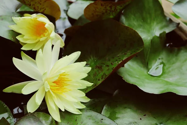 Όμορφα Κίτρινα Άνθη Λωτού Τροπικά Πράσινα Φύλλα — Φωτογραφία Αρχείου