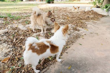 Beyaz ve kahverengi chihuahua köpekli hayvan şirinliği.